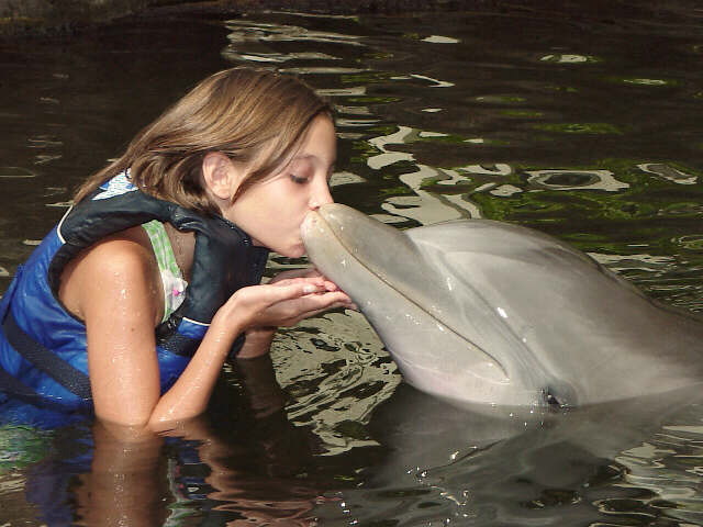 kel-dolphin