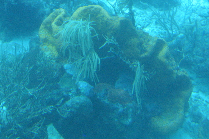 Orange coral