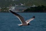 Ship and Gull by Debbie
