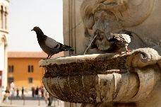 The pigeons of Pisa