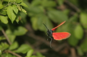 Strange red flying insect