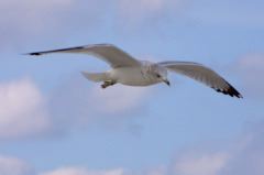 Bahamian Seagull
