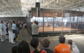 Crowds