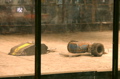 Vicious Circle (left) vs Compressor (right)