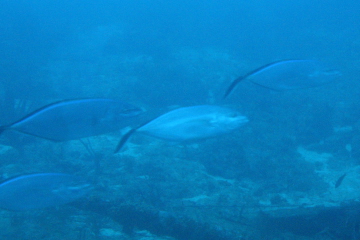 School of fish