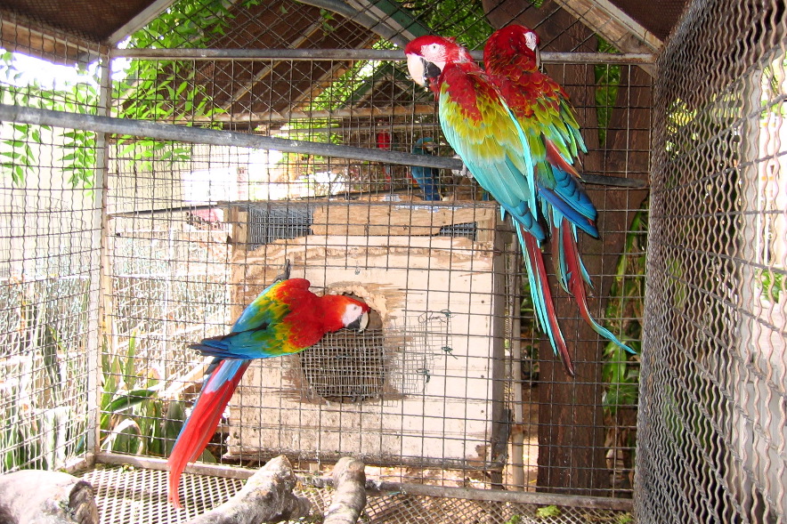 Turtle Pier Parrots