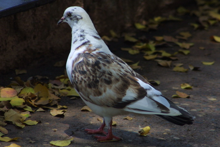 City of Pigeons