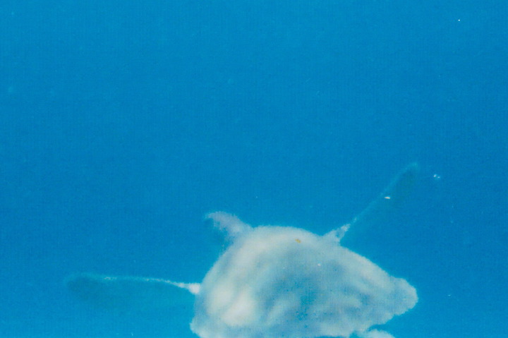Debbie spots a sea turtle