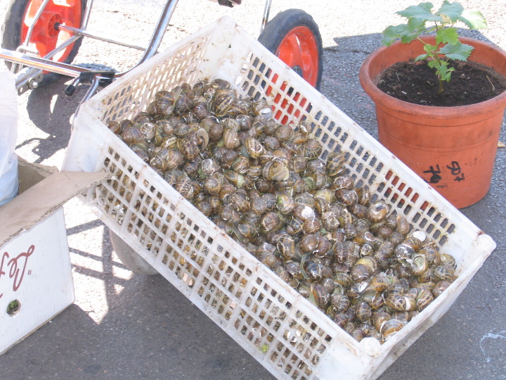 Raw Escargot
