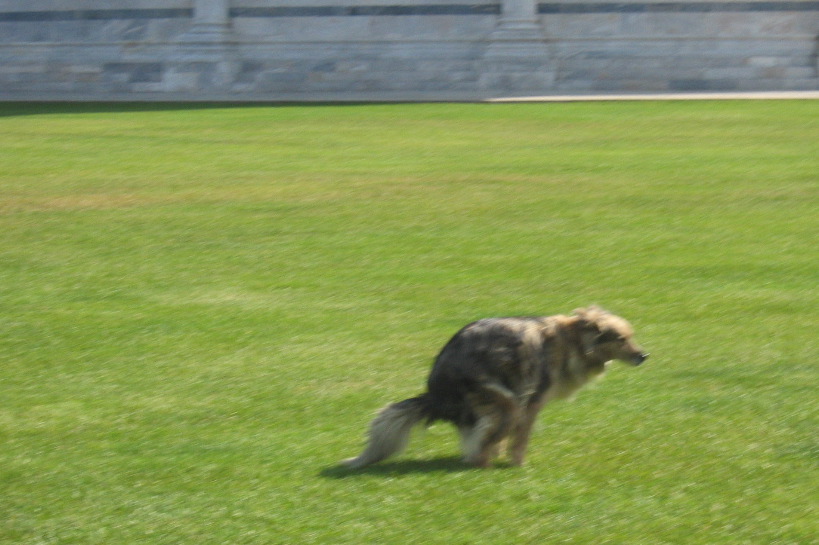 The famous "shitting dog of Pisa" (by Kelsey)