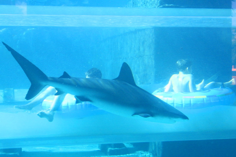 Danny with shark behind