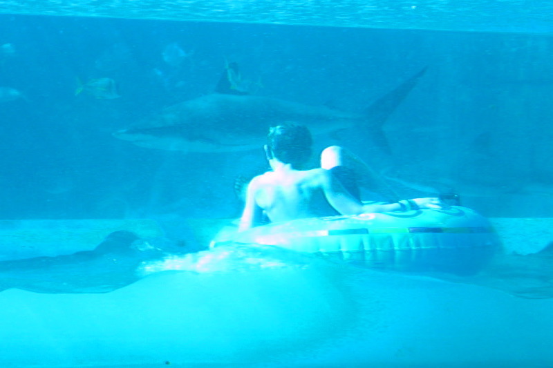 Shark and Danny