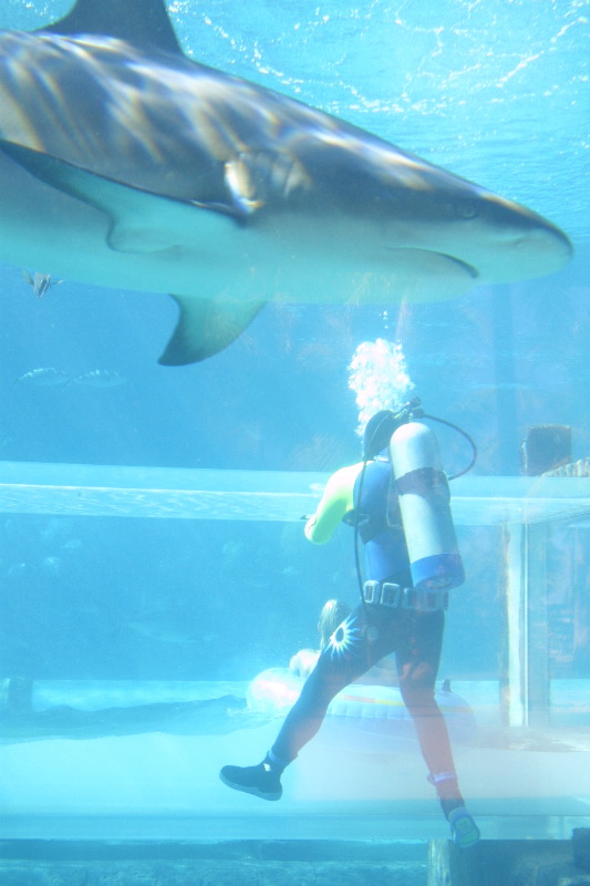 Diver and shark