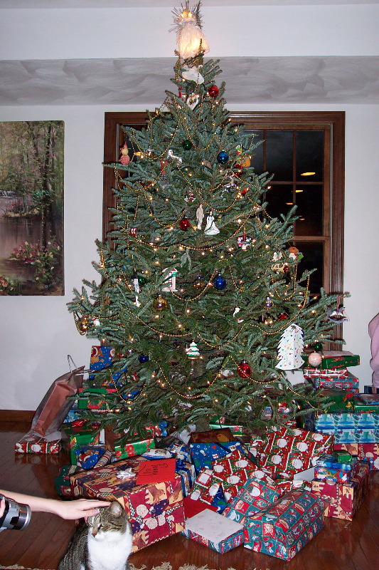 Filming the cat under the tree