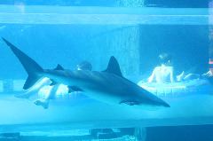 Danny with shark behind