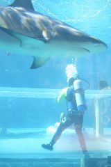 Diver and shark