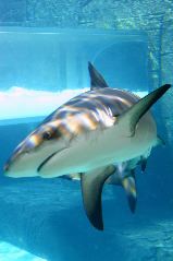 Shark