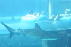 Danny and another shark