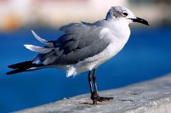 Seagull in Nassau